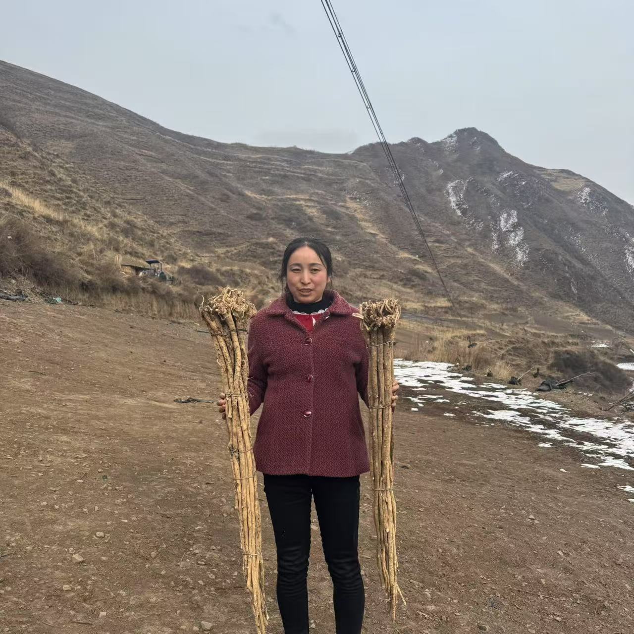 甘肃高原采挖野山货