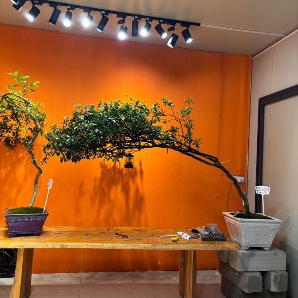 【时光】海岛栀子花茶台盆景精品老桩盆景飘枝室内绿植
