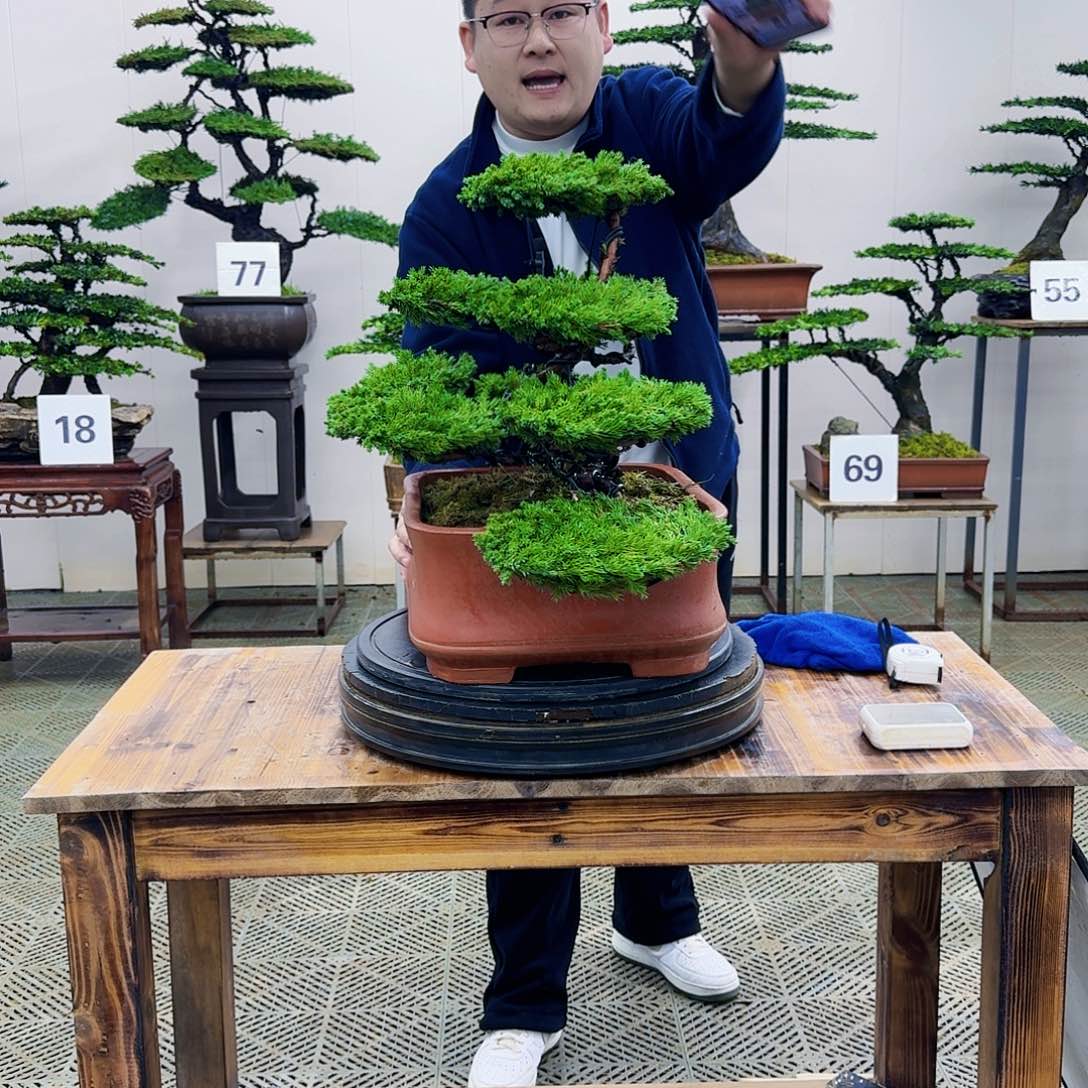 盆景柏树造型盆景