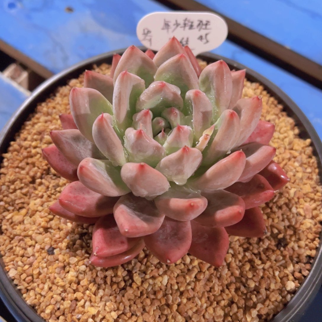 年**狂圣徒，多肉植物，