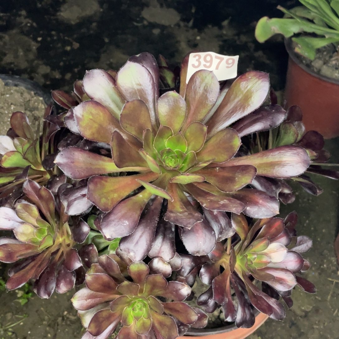 3979原液的精华就是你要