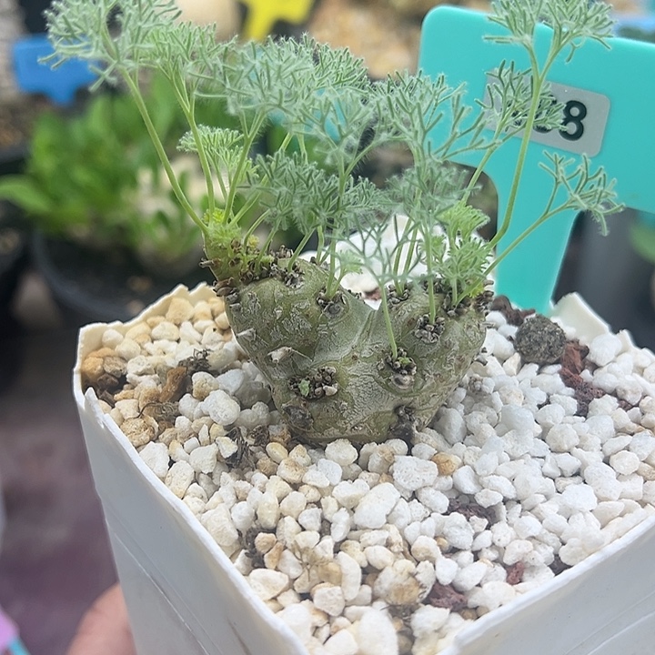 白皮月界多肉植物