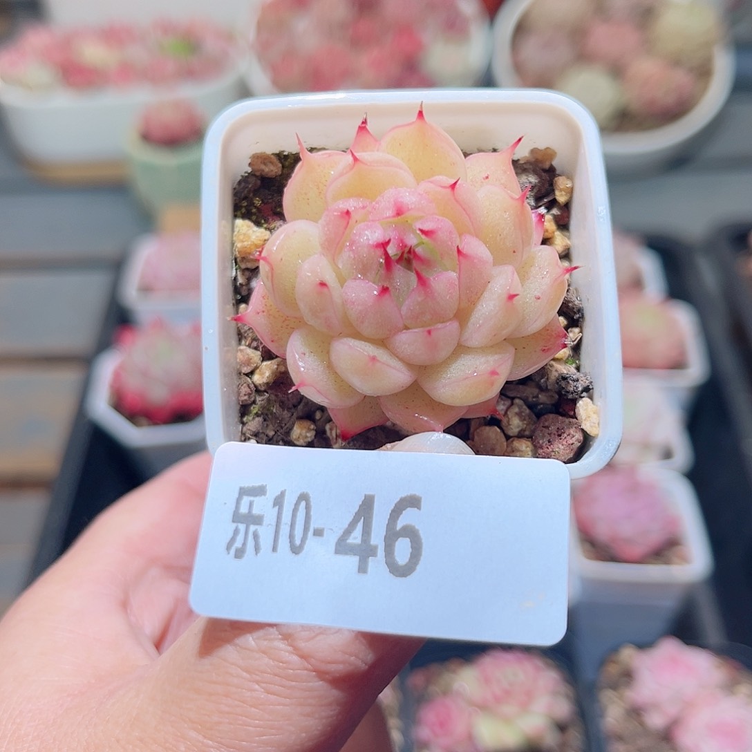 乐10-46 海王单头 