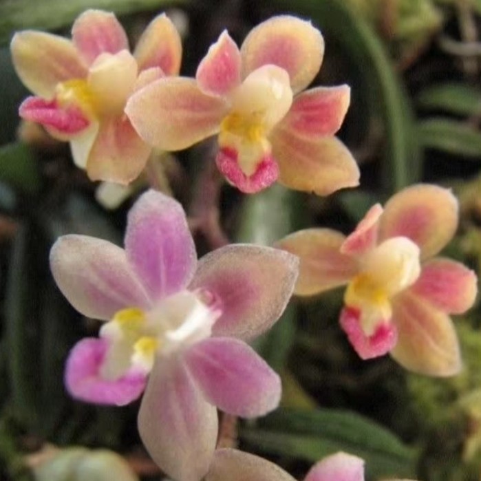 短轴固唇兰 短轴坚唇兰  迷你袖珍品种 雨林缸生态造景绿植