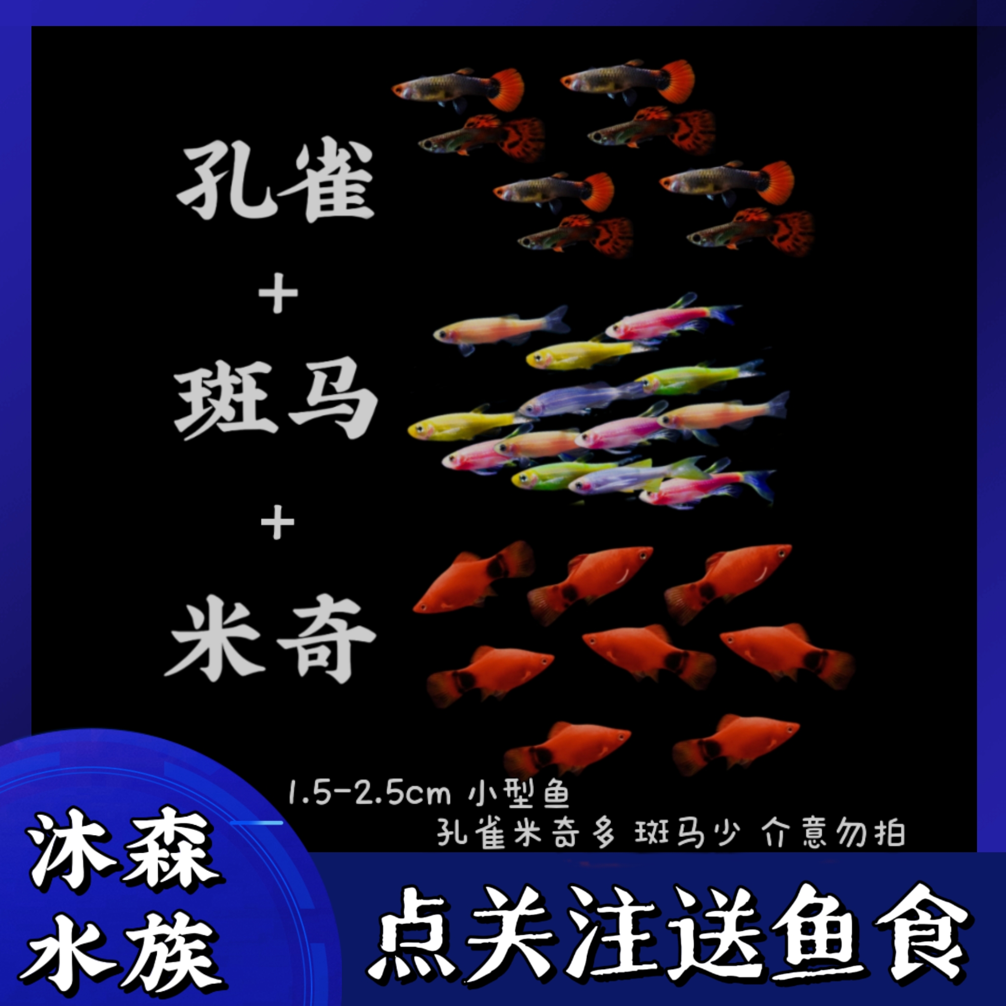 孔雀鱼+米奇鱼+斑马鱼组合小型热带观赏鱼好养耐活适合新手