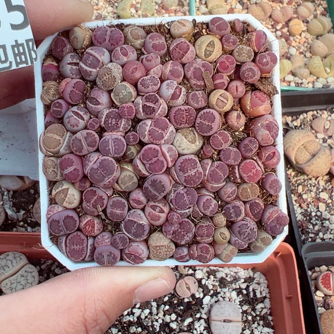 【闪购商品】1755……