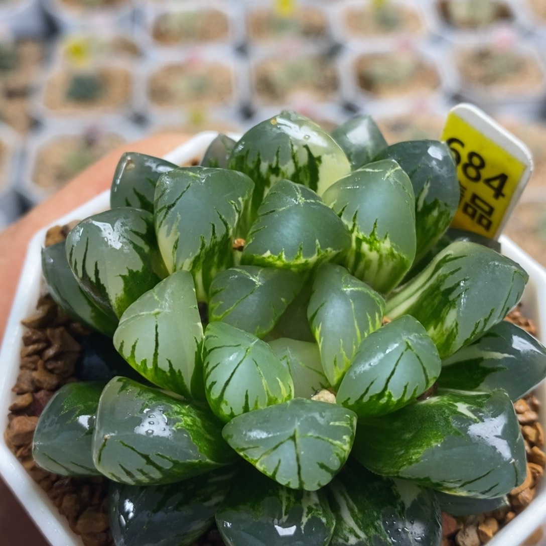684北极之光十二卷多肉
