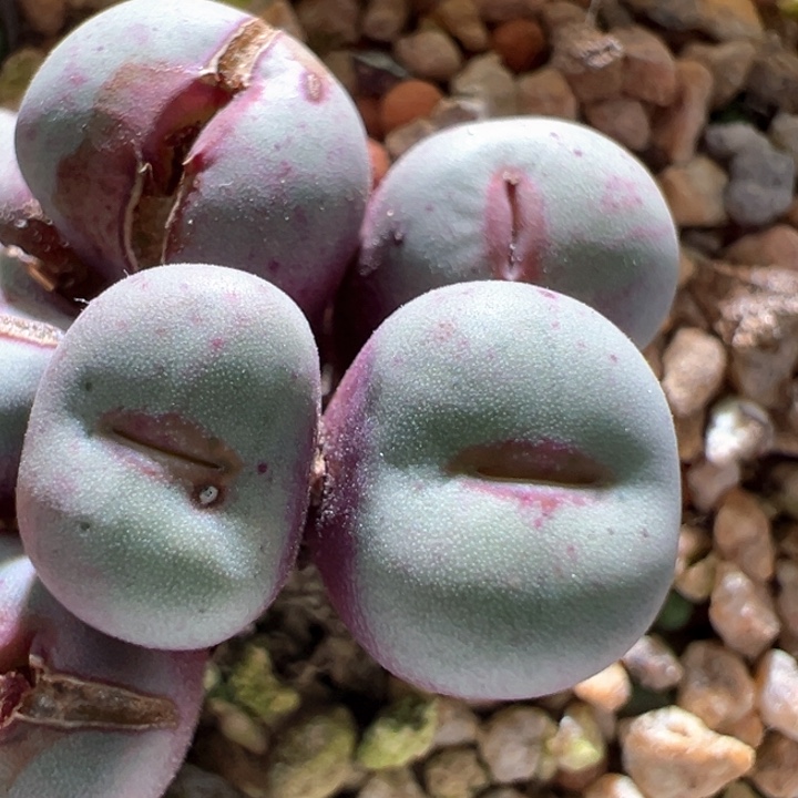 M***蔓A967.  优选小红嘴ssg0089.   