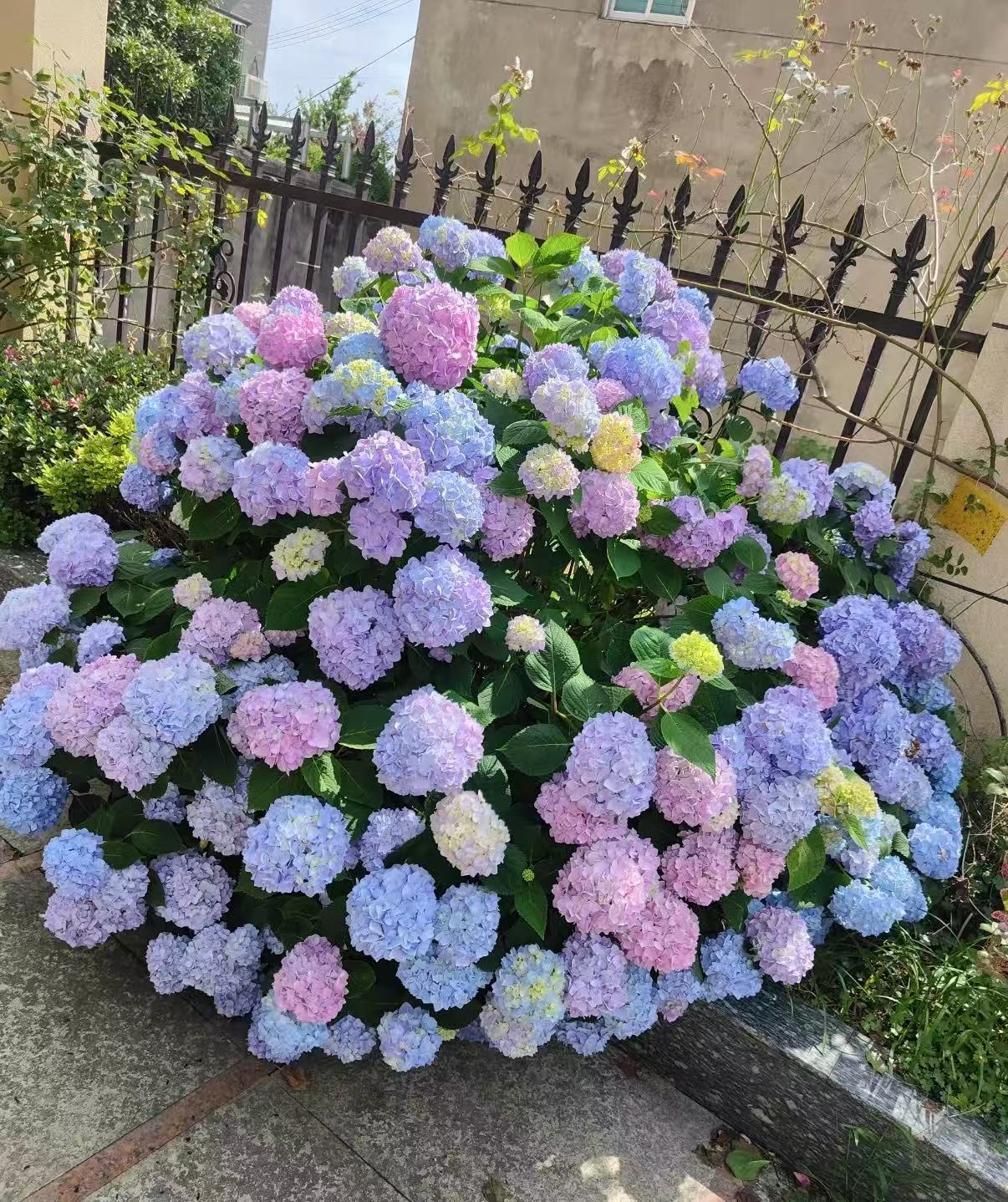 宇辰【无尽夏绣球花】1加仑盆栽室内外基地直发6个头起发 带苞发货