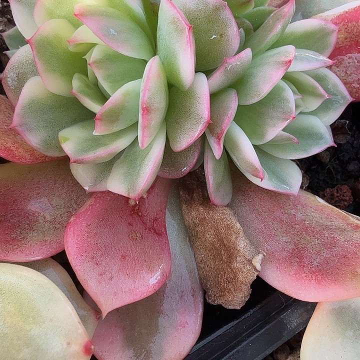 粉水晶锦底座多肉锦