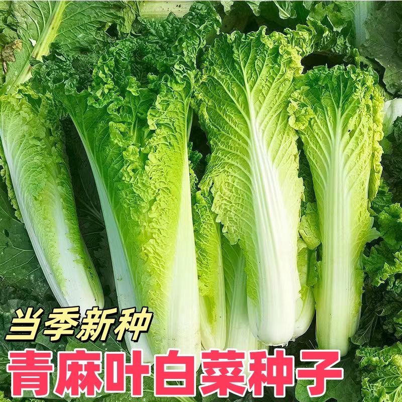 天津大青麻叶直筒形白菜种子秋季绿大青麻叶大白菜四季播蔬菜种籽
