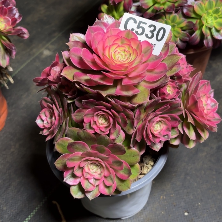 瑞妈一物一拍530