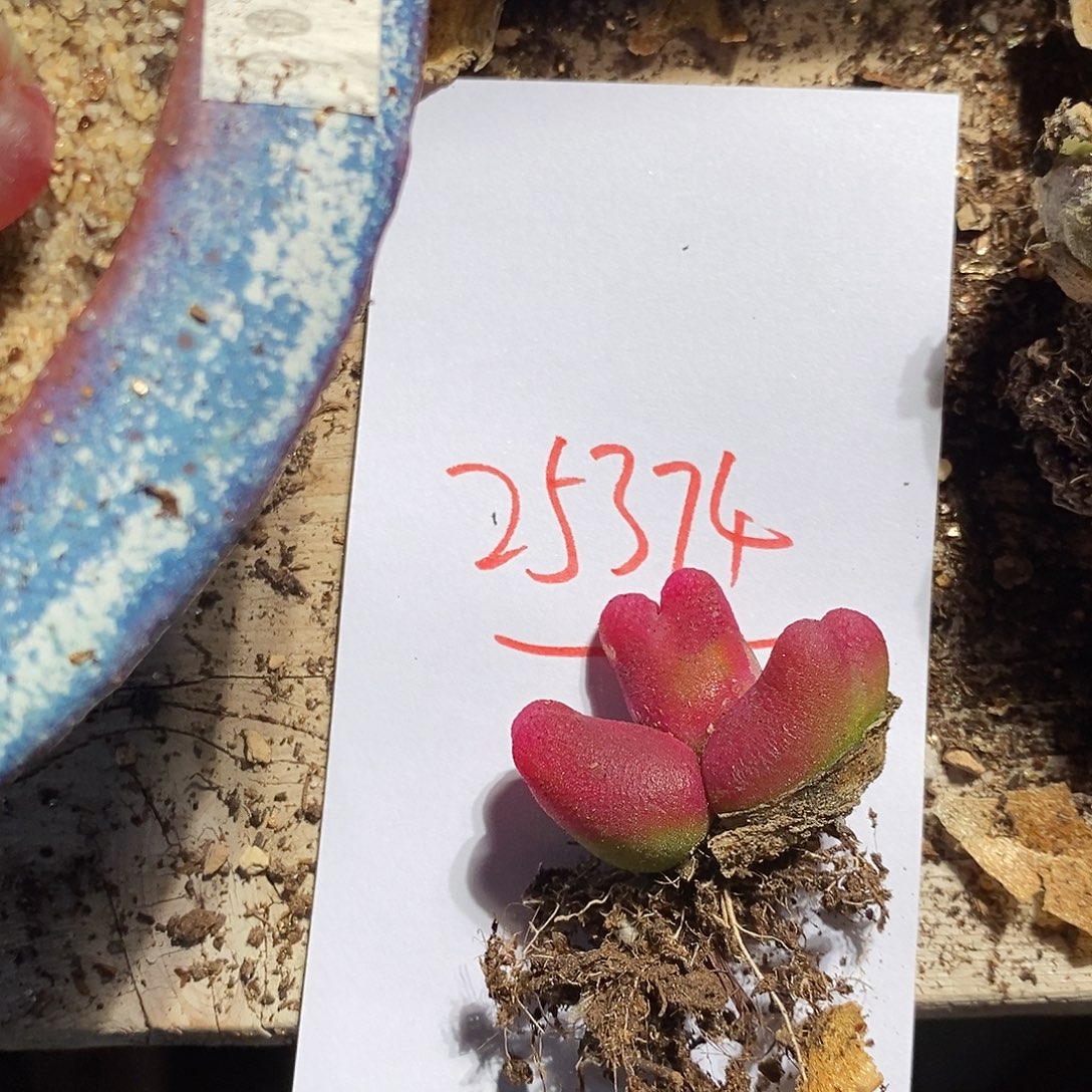 青***椒25374。   一颗。  