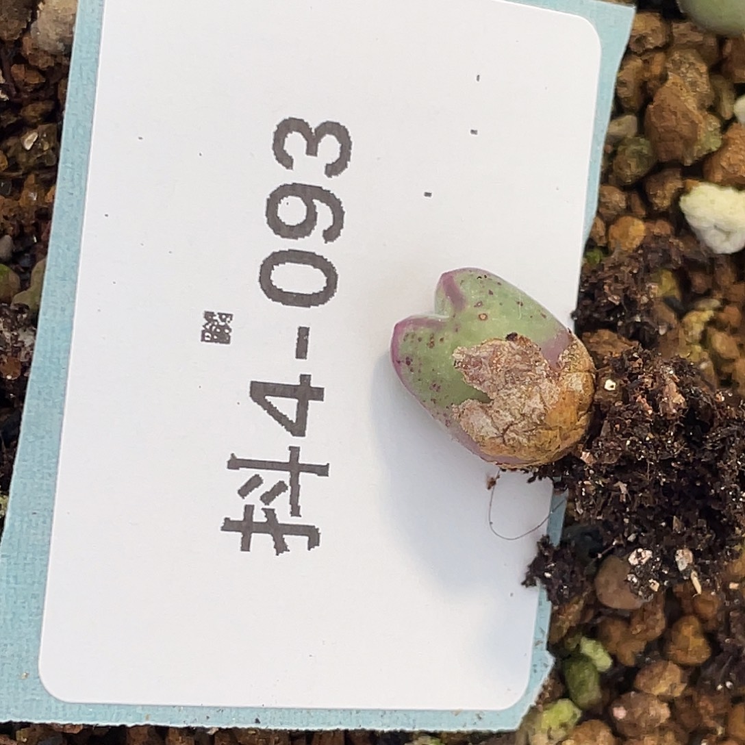 逗***逗4-93肉锥多肉植物