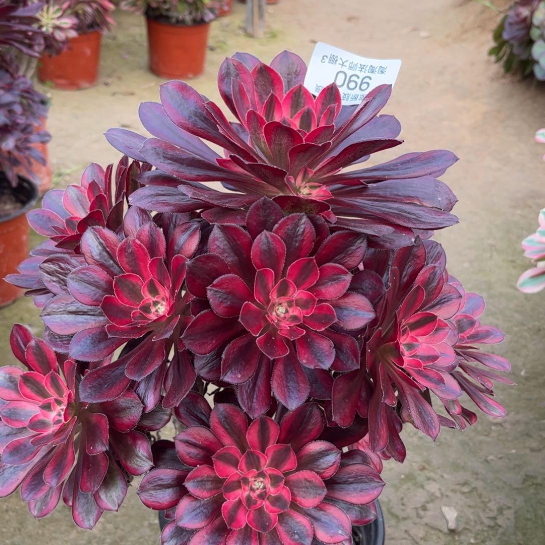 990丽娜多肉植物法师