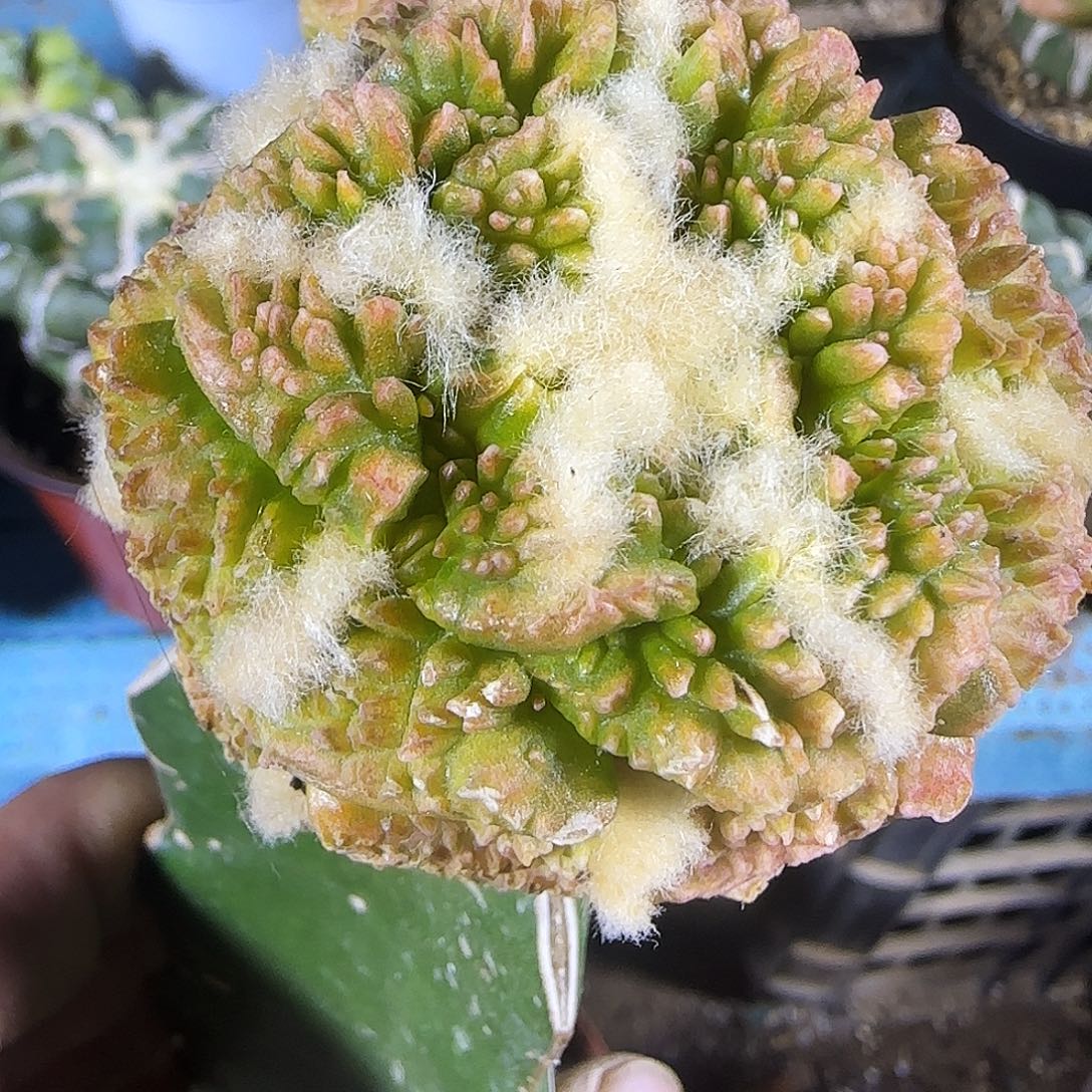 龟甲锦525仙人球开花