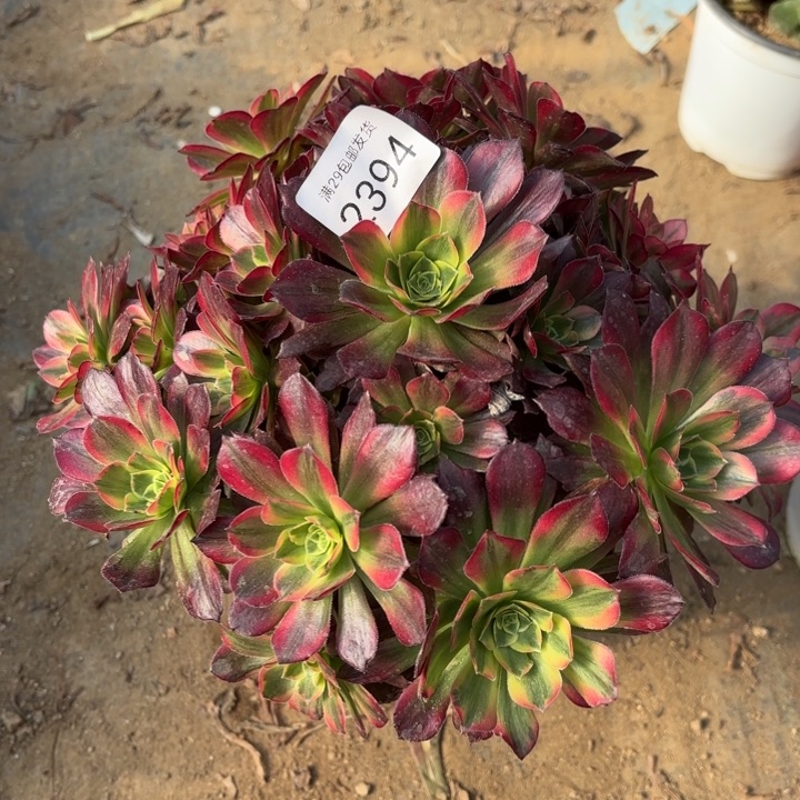 安娜锦多肉法师2394