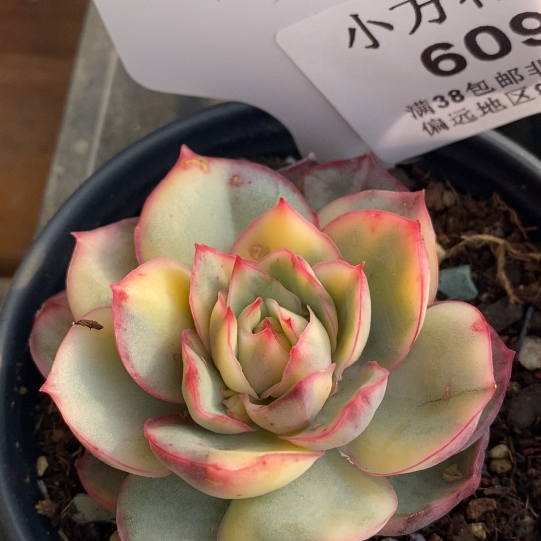 609侧影锦单头带根