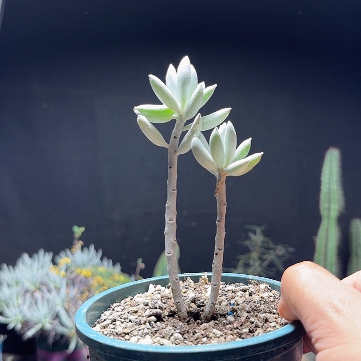 273银月脱土发货自根