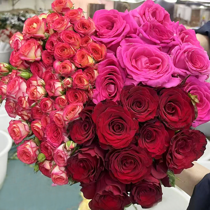 【玫瑰组合】单头玫瑰多头泡泡鲜花花束云南昆明基地直发家用水养花