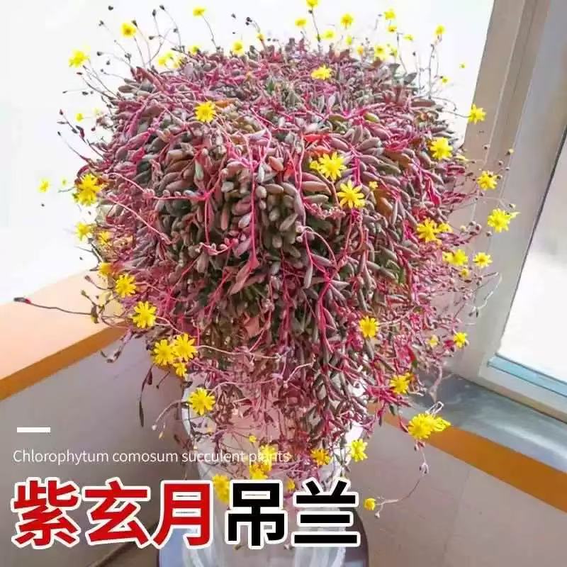 零花钱多肉    紫玄月    多肉植物   种植   施肥