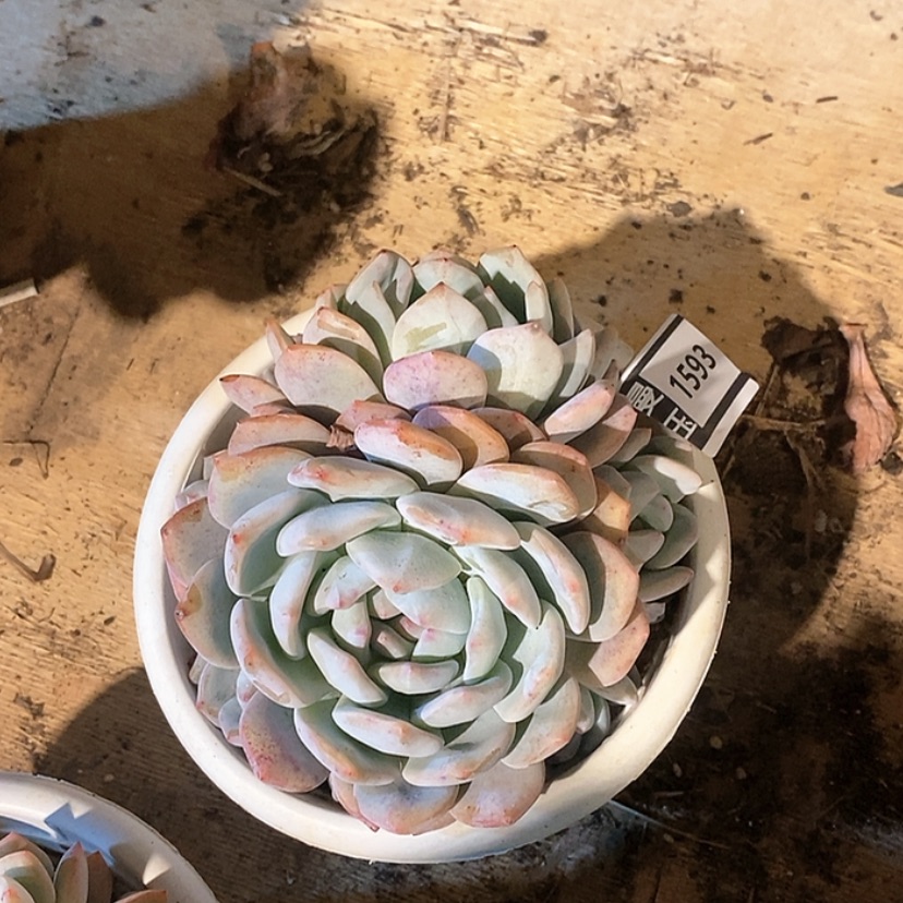 【闪购商品】橙梦露1593