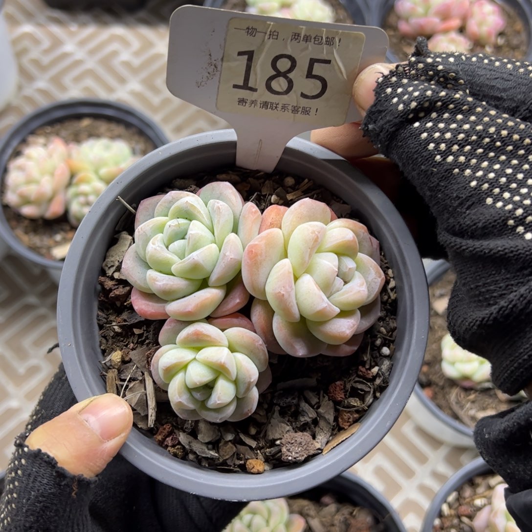 红陶185号多肉植物