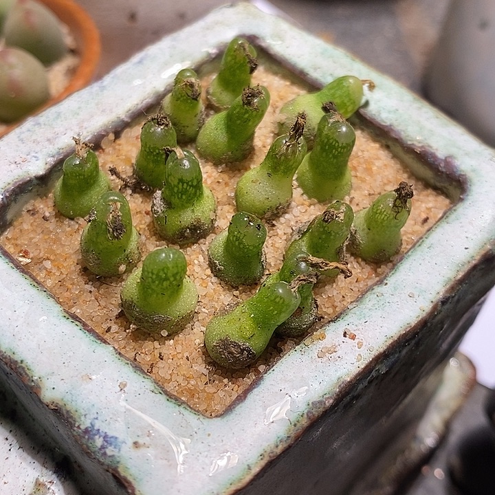 13331。  小葫芦一颗。   