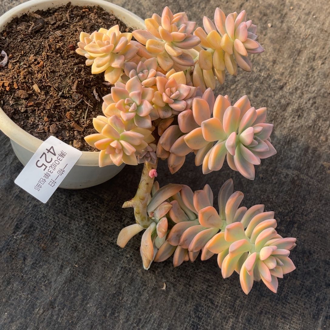 425淡雪锦悬崖多肉植物……