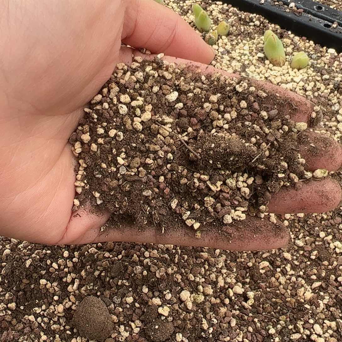 0000量拍肉锥生石花专用土1包