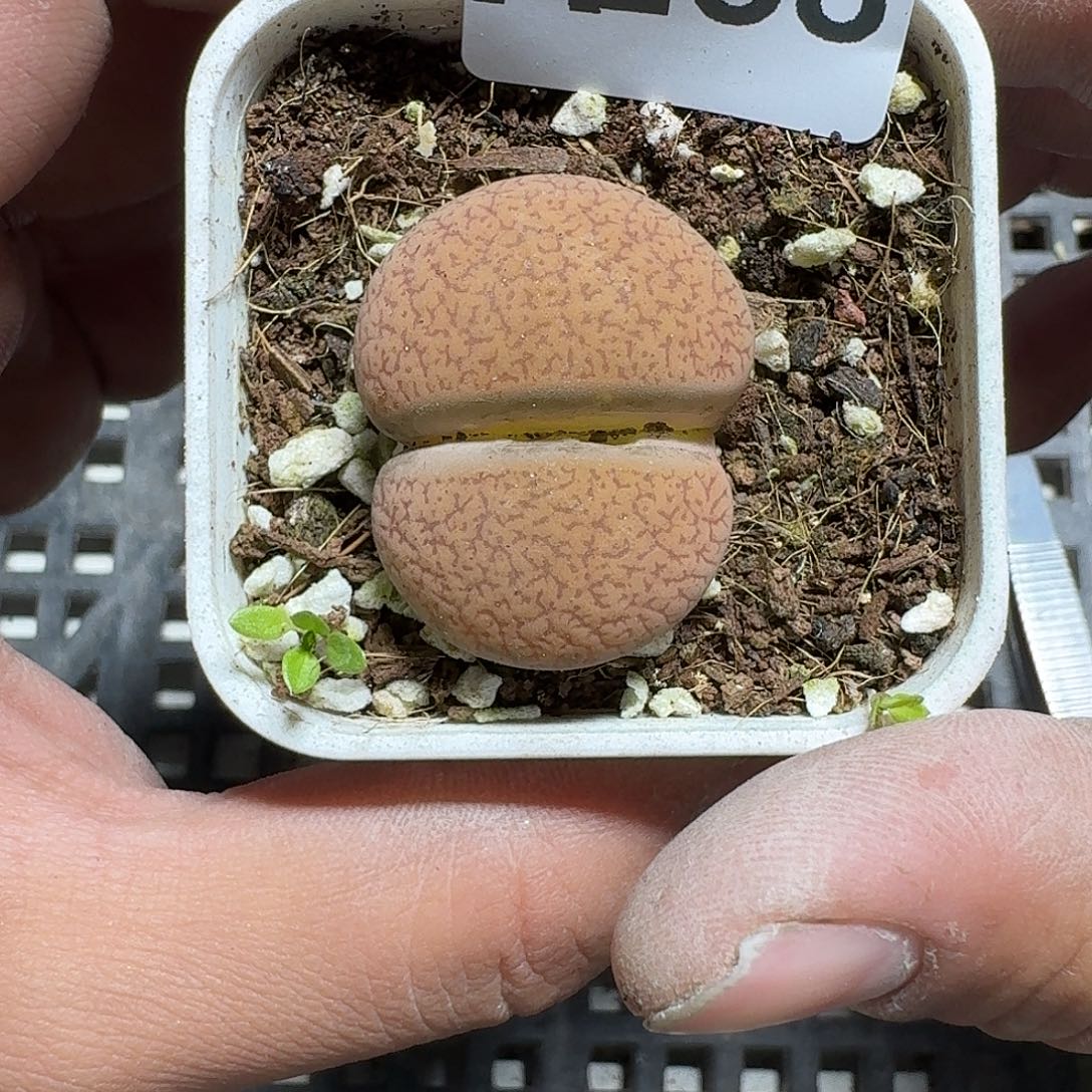 288 多肉植物多肉植物