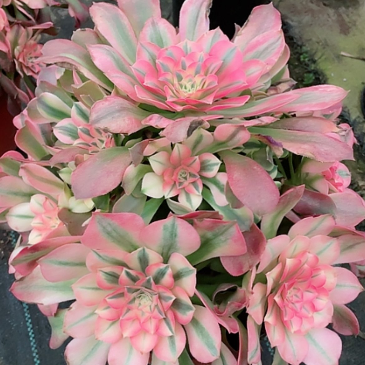 【闪购商品】法师好看也好养香妃