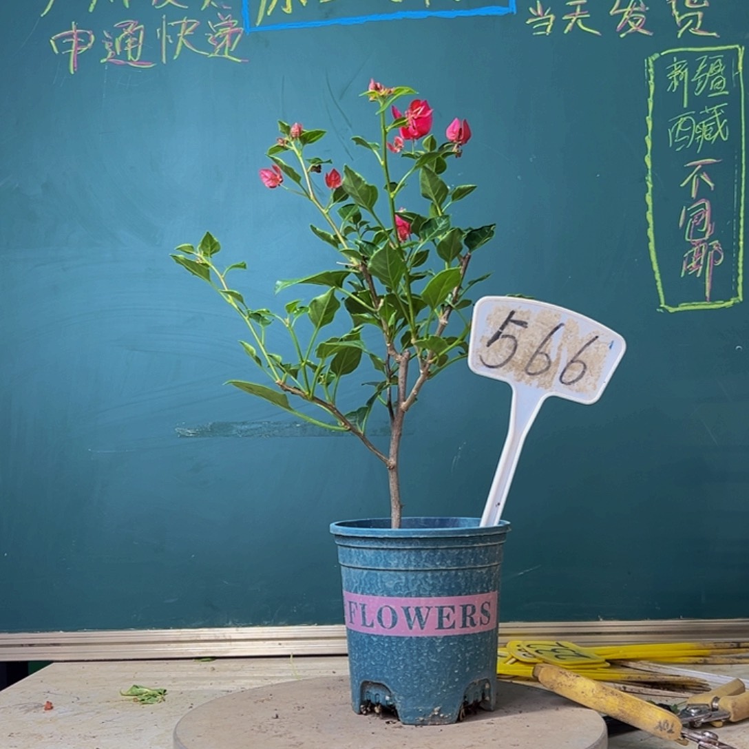 当前无花栽培后可以开花黑美人 566
