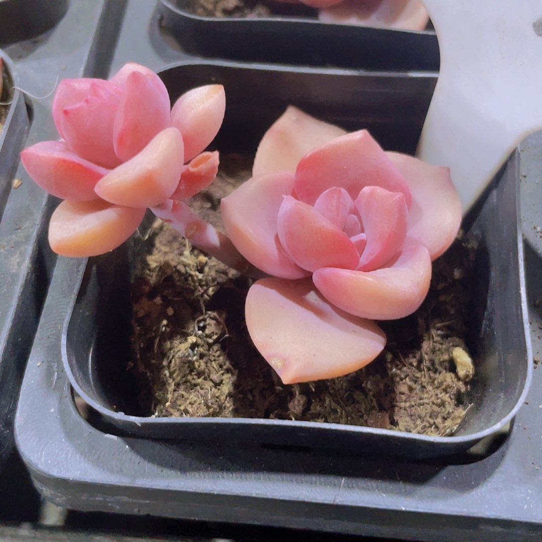 彩虹糖a020一物一拍