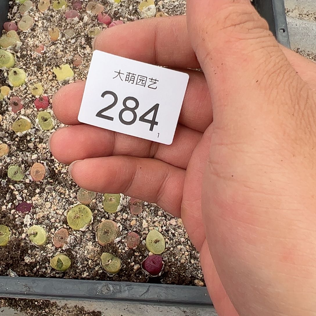 0000284 清框脱土发无售后……