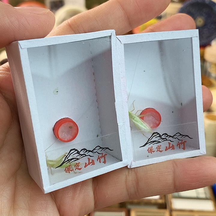 保定山竹两只啊啊啊啊