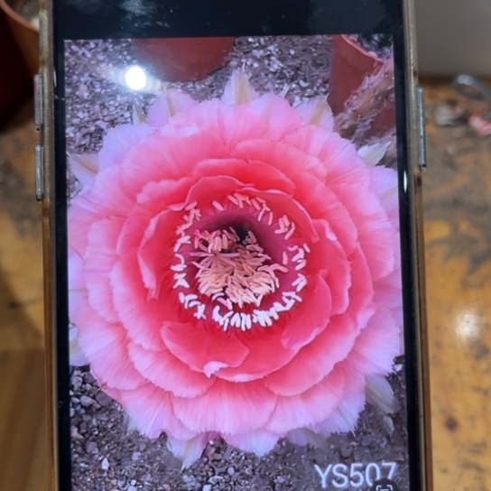 彩草507号3公分左右带根