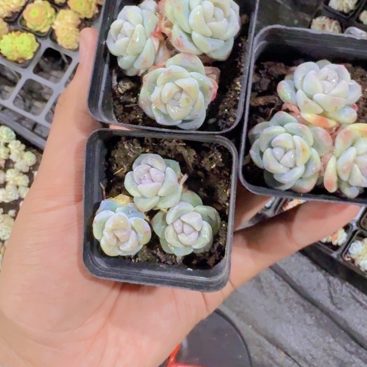 小脸珍妮冰玉群福利一颗