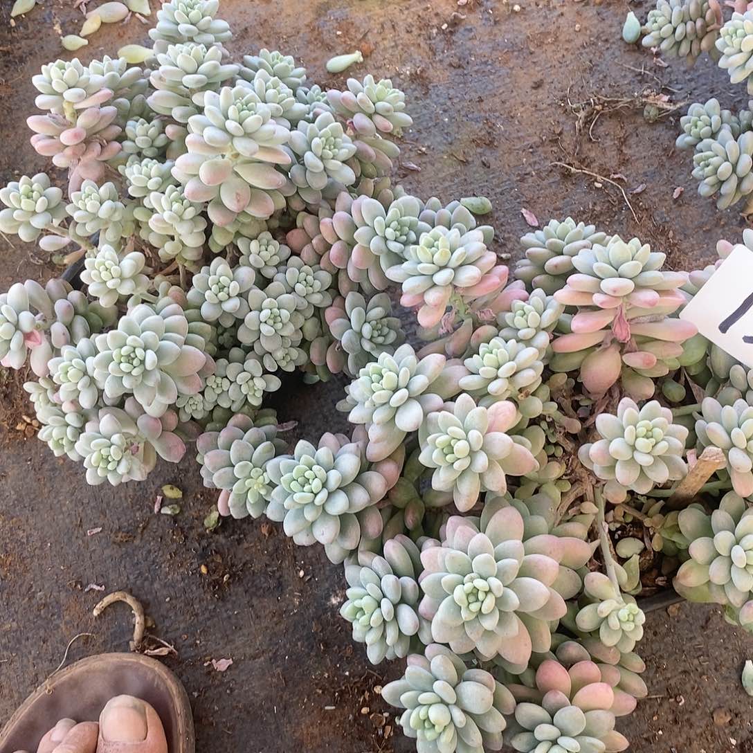 两颗鱼子酱多肉12会掉叶子