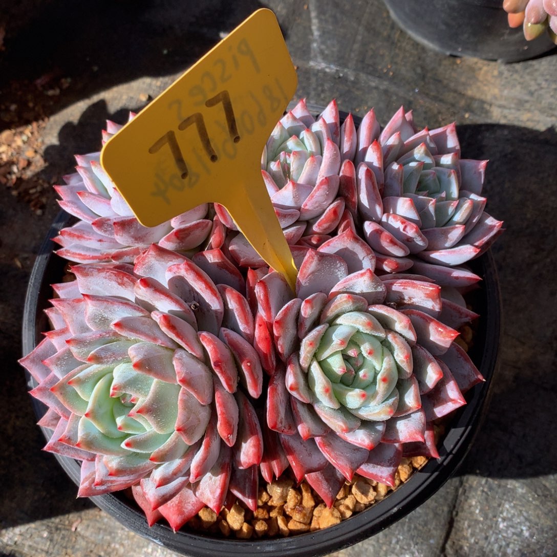 粉蓝鸟82727827282828228