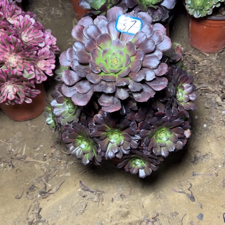 多肉植物黑君莉37