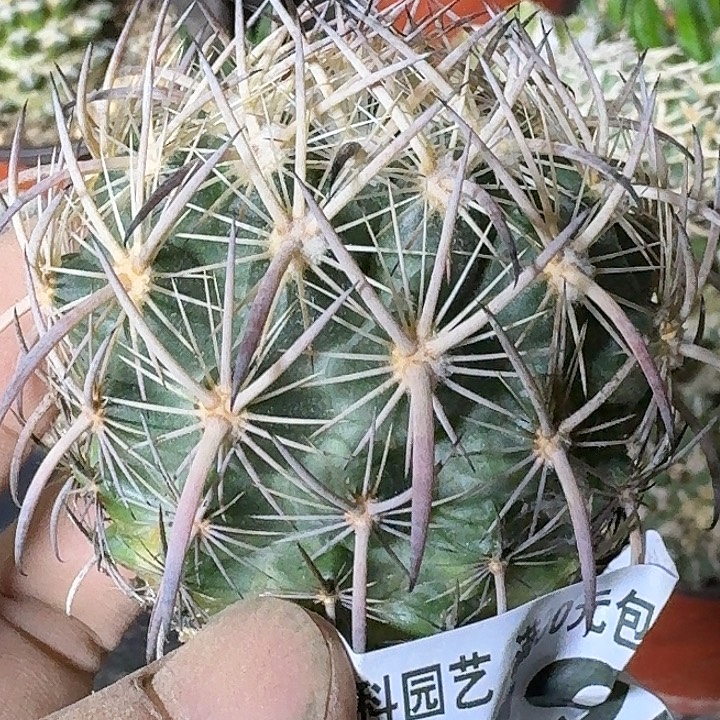 无花朵实生虎爪玉149