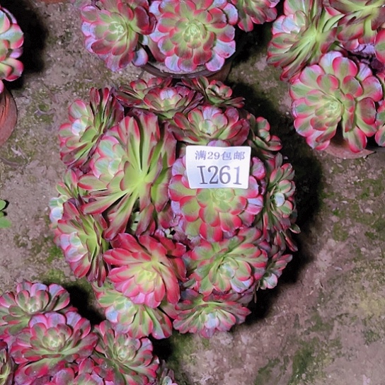 261安娜多肉植物