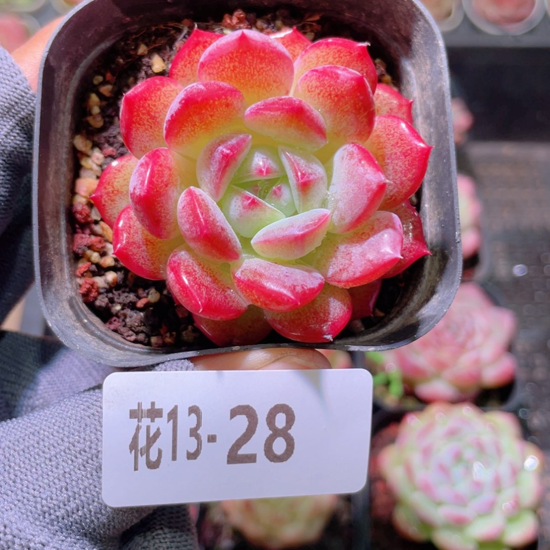 花利美13-28新品 