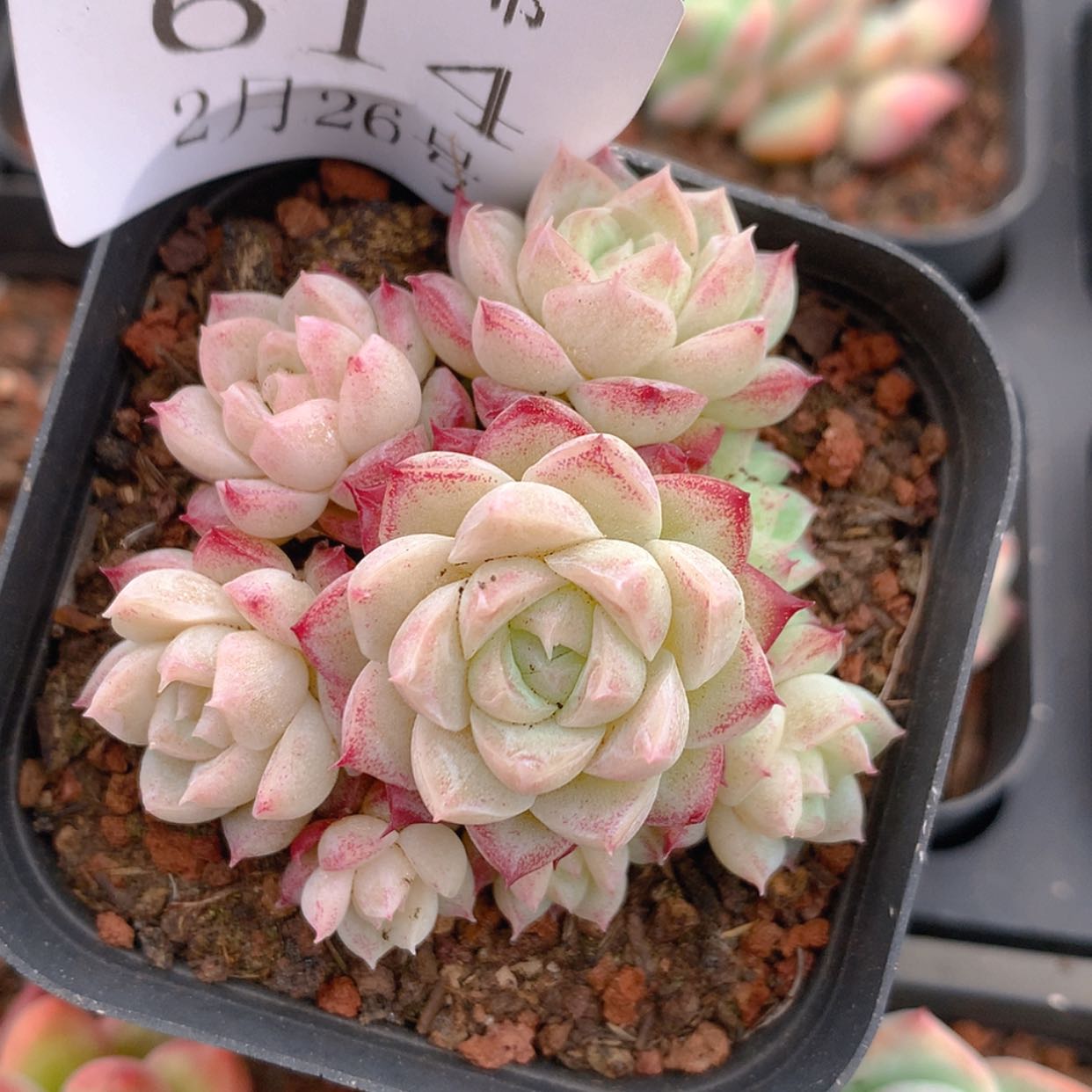 【闪购商品】云614