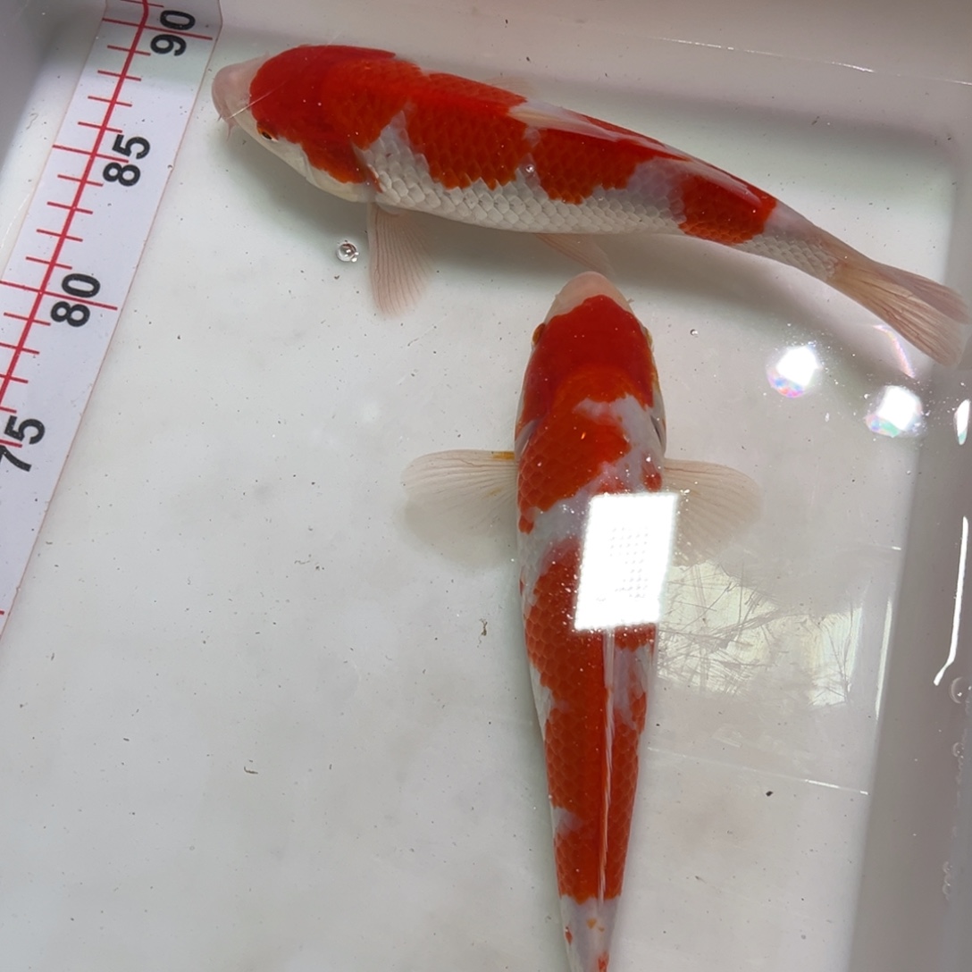 锦上锦鲤包邮包损