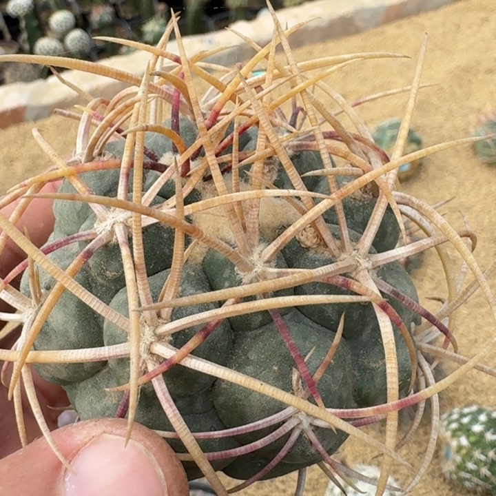 红魔玉有根微瑕666666666