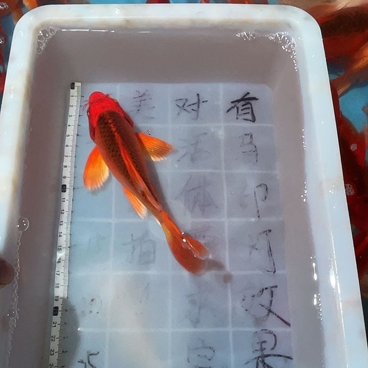 蝴蝶鲤渔场直发80