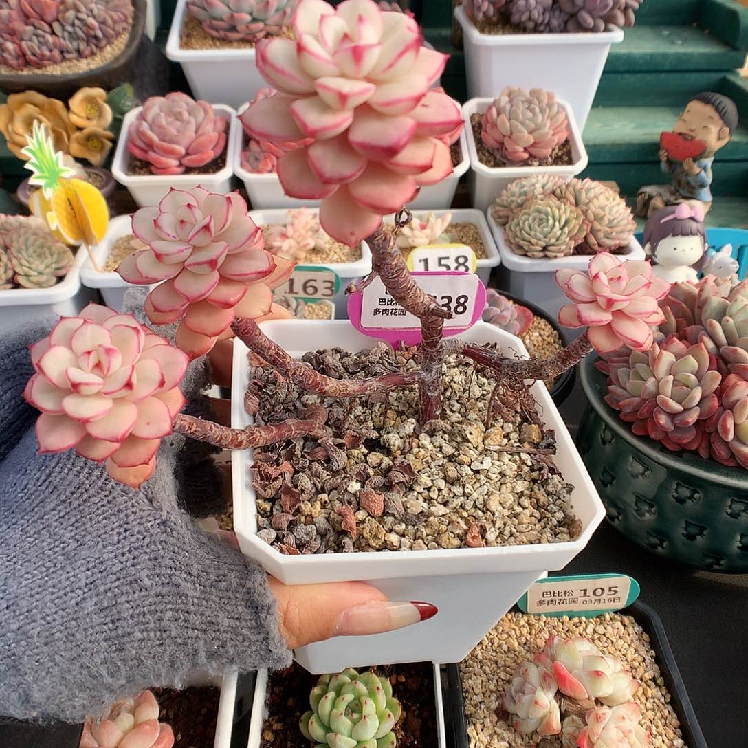 638四头高桩探戈锦多肉植物