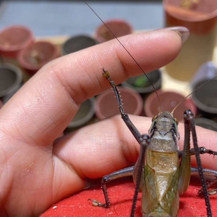 悠***闲蟋蟀悠闲蝈蝈断须